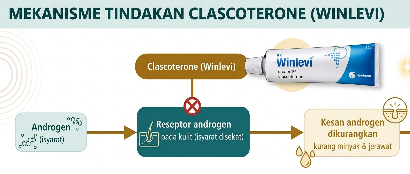 Mekanisme tindakan Winlevi (clascoterone) &mdash; menyekat reseptor androgen pada kulit | Loh & Celine Skin Specialist Clinic, Kedah